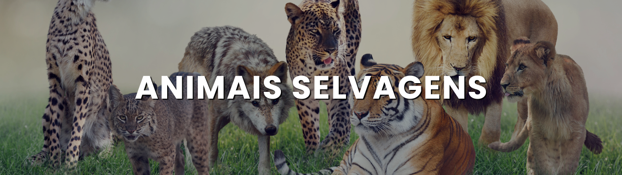Capas-de-Categoria-_blog_-_1_